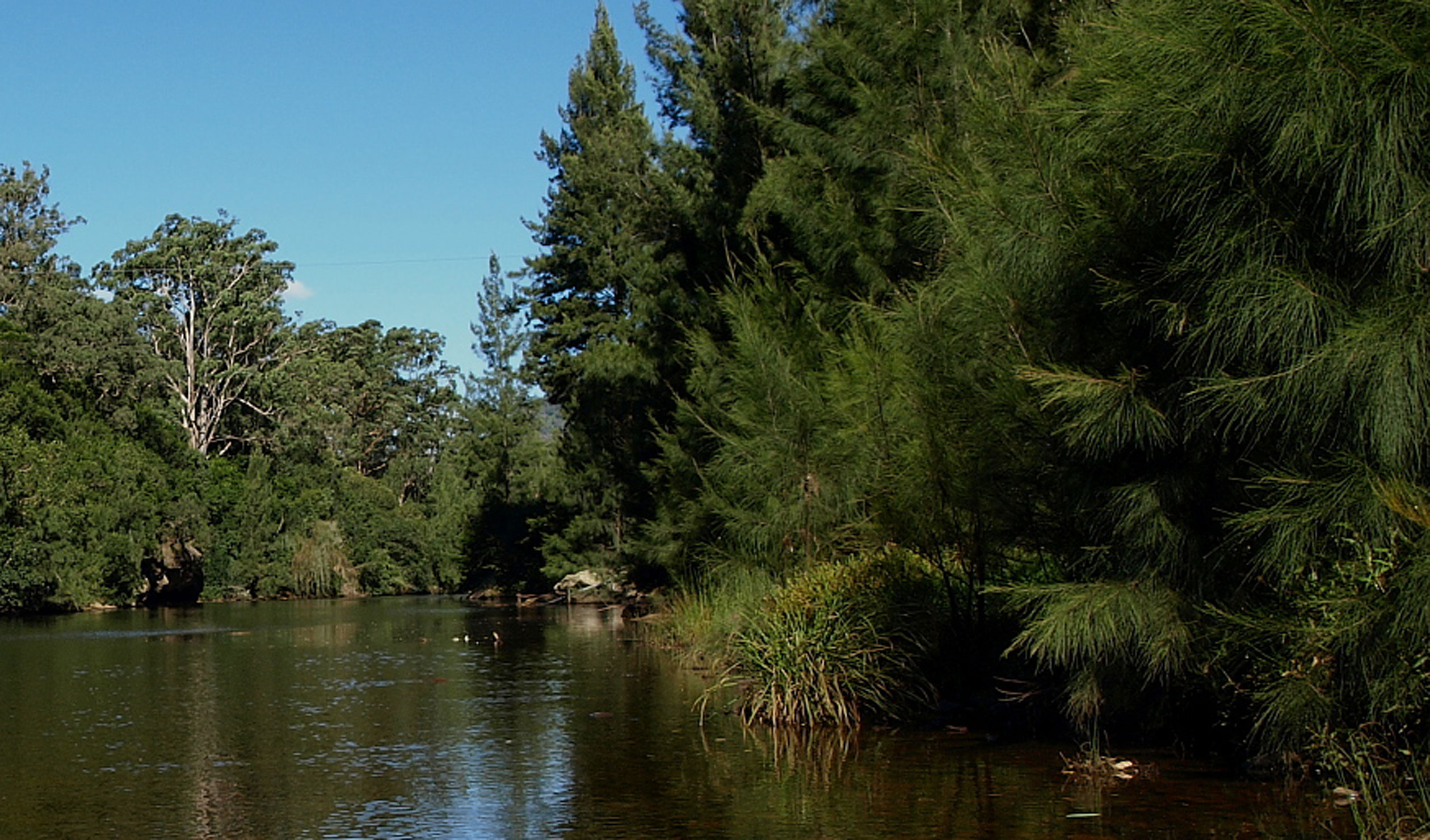 Thumbnail for Poem: Kangaroo River Searching for a Lure