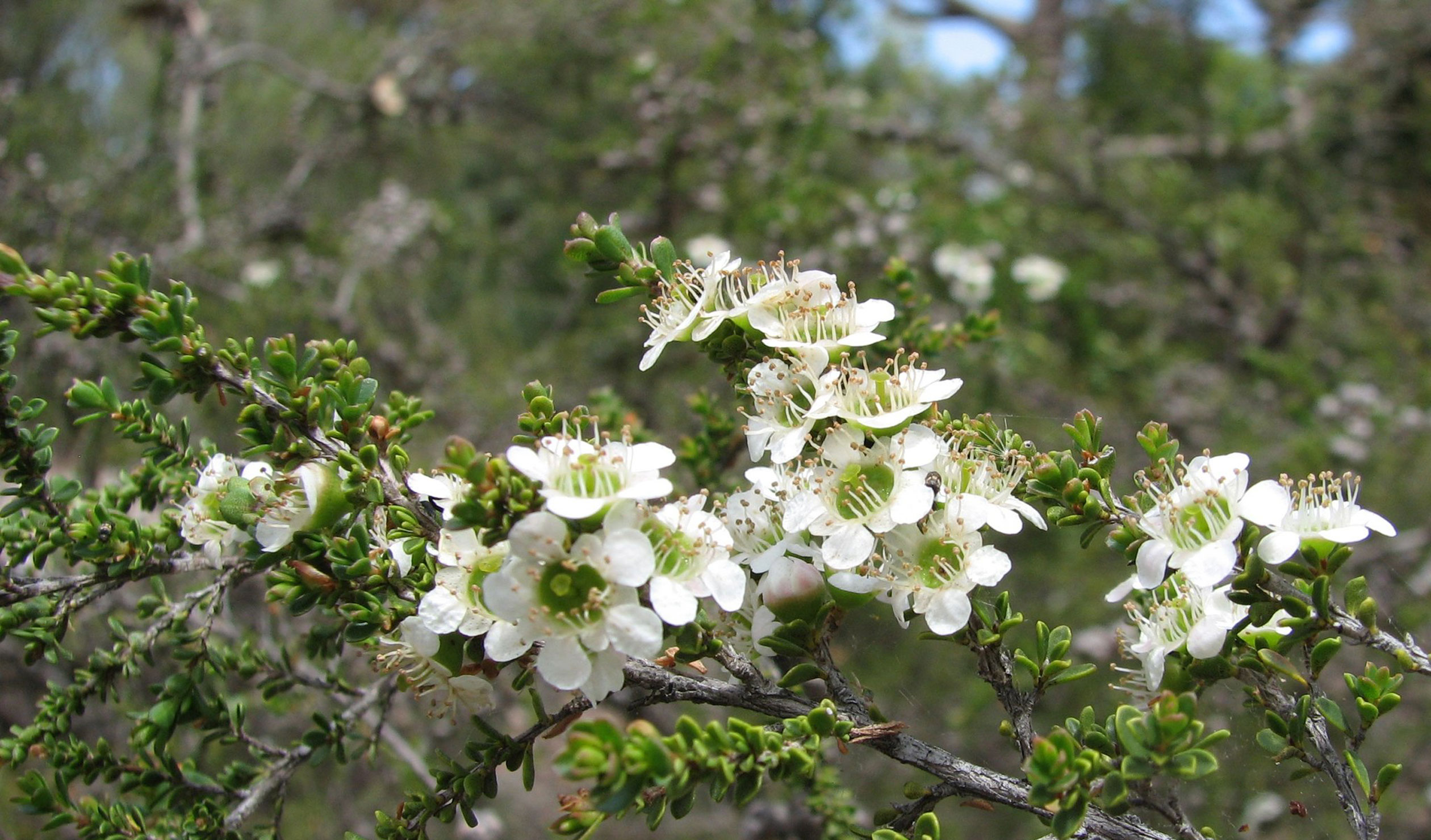 Thumbnail for Poem: Where the Tea Trees Bloom