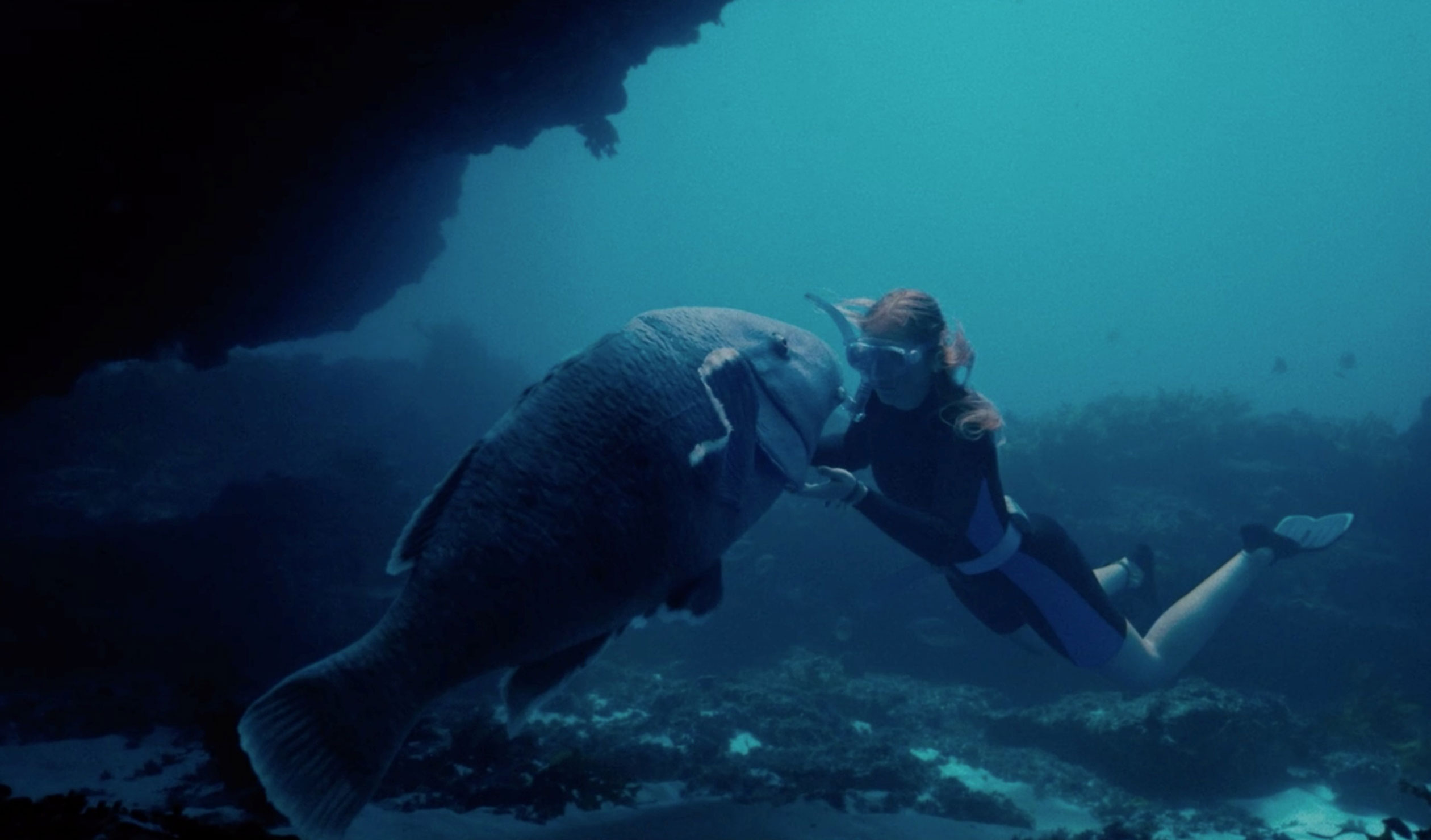 Thumbnail for Tim Winton’s Blueback takes on new life as a feature film