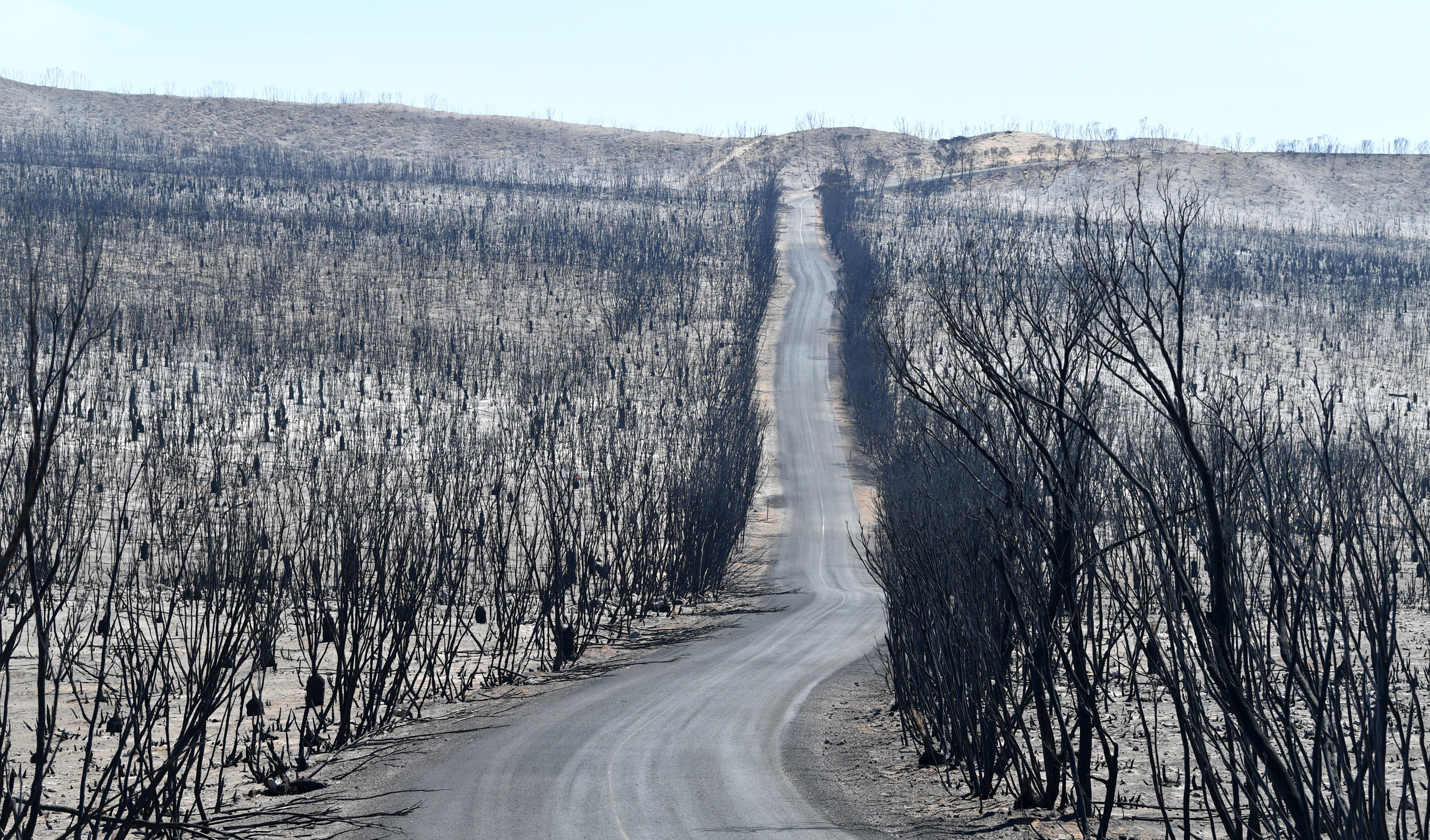 Flinders Chase National Park after bushfires swept across Kangaroo Island in January 2020. Photo: David Mariuz / AAP