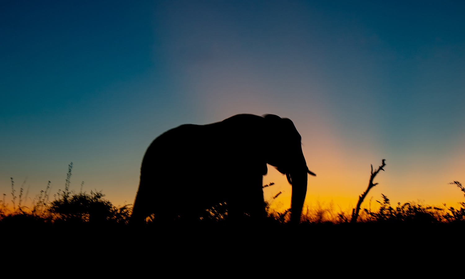 Thumbnail for Poem: A few thoughts on an elephant