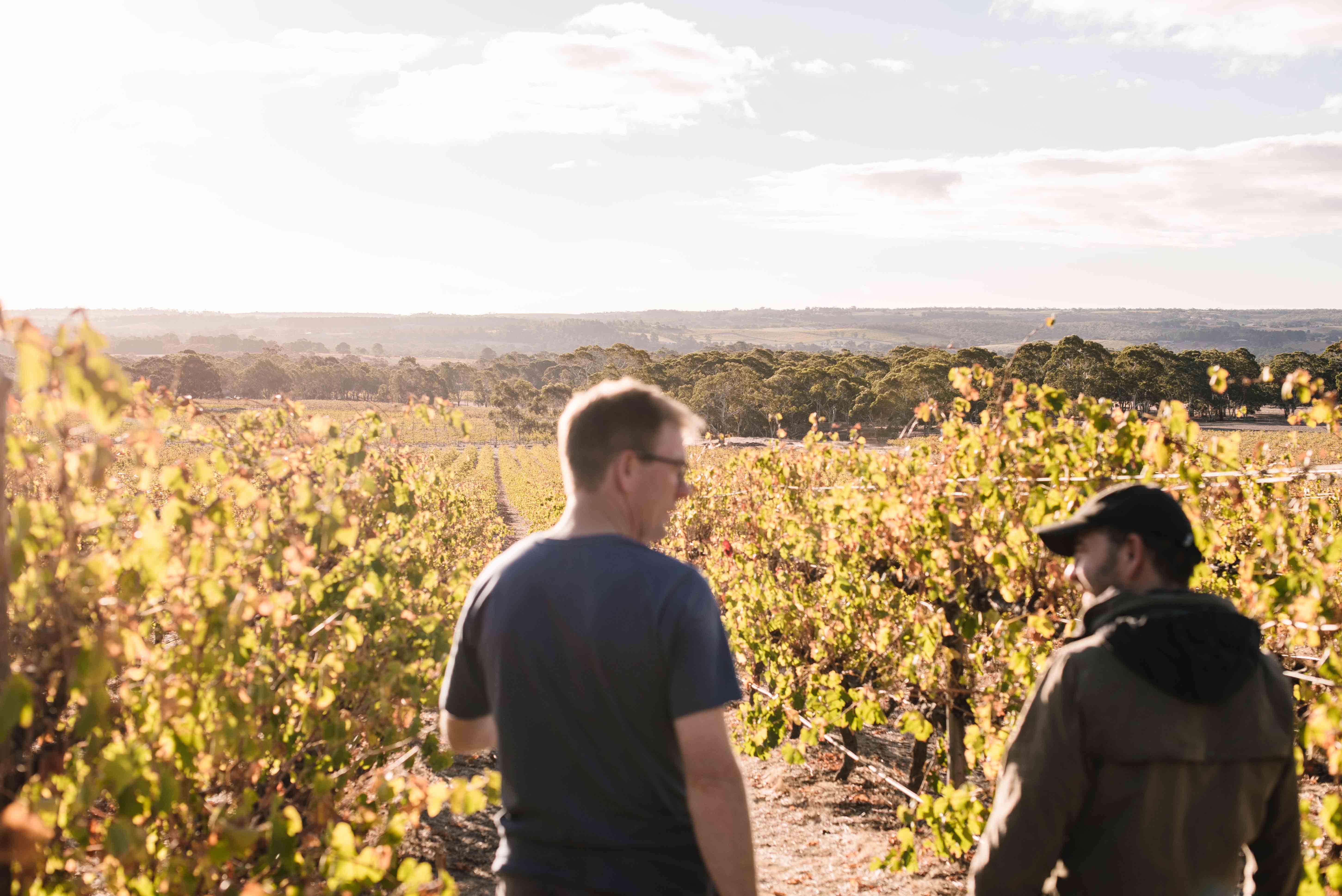 Thumbnail for Wine reviews: Wandering with intent at Willunga