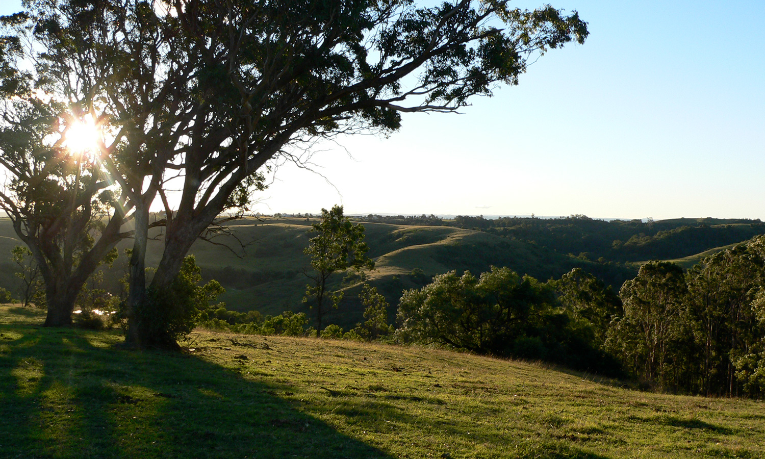 Thumbnail for Poem: Bowerbird