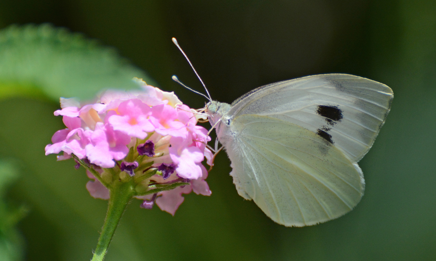 Photo: Revital Salomon / Wikimedia Commons