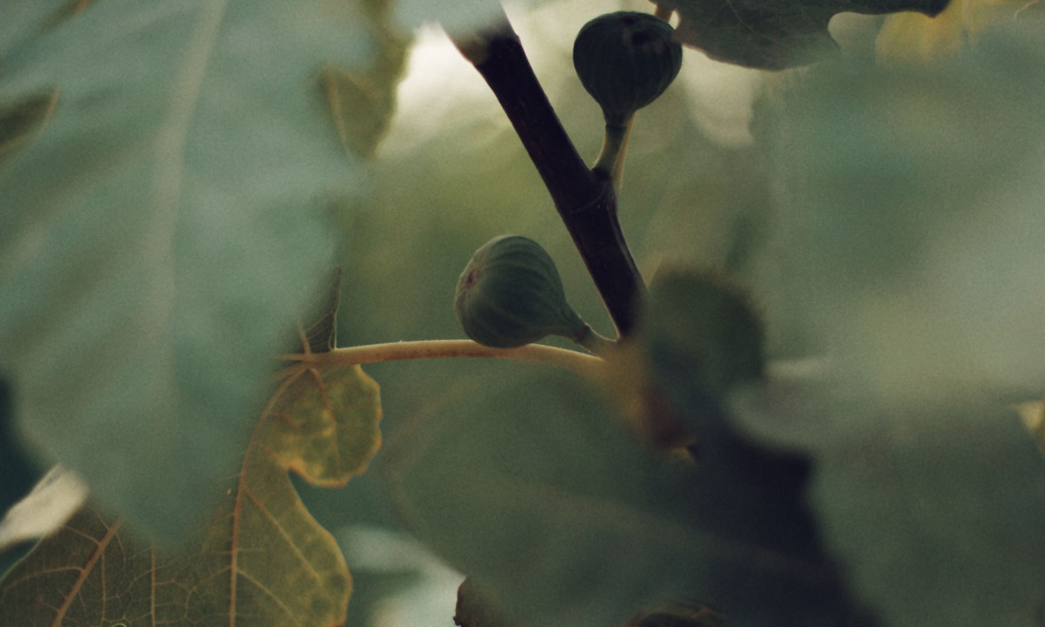 Thumbnail for Poem: Fruit was a language she knew