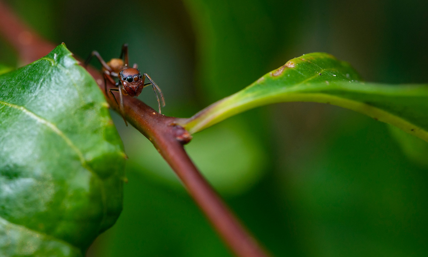 Thumbnail for Poems: Ant Farm & Pot Plants are Political