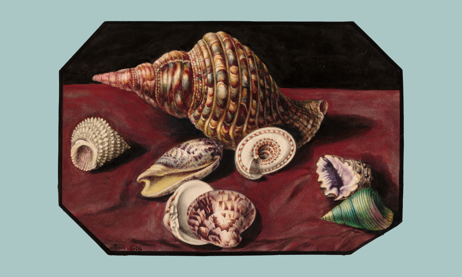 A detailed depiction of shells, dominated by a large Atlantic triton’s trumpet (Charonia variegata), in the 'Album of forty watercolours' by Sarah Stone; NF Rochlin
Bequest Fund 2020, Art Gallery of SA.