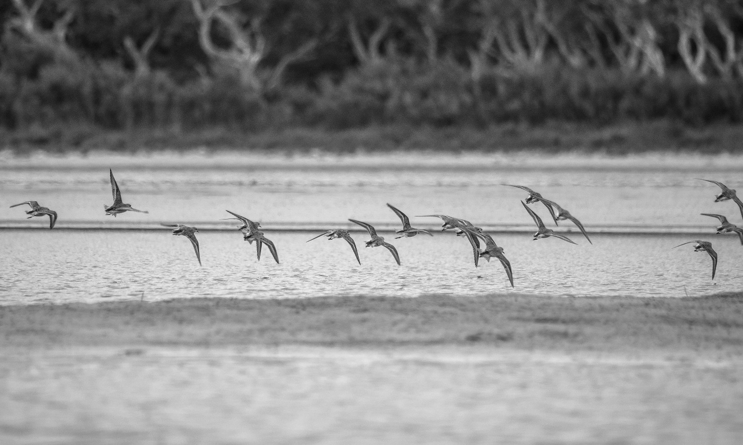 A flight of plovers at the Wellstead Estuary inlet, Bremer Bay, on Wirlomin Noongar Country. Credit: Samuel Cox, 2021. 