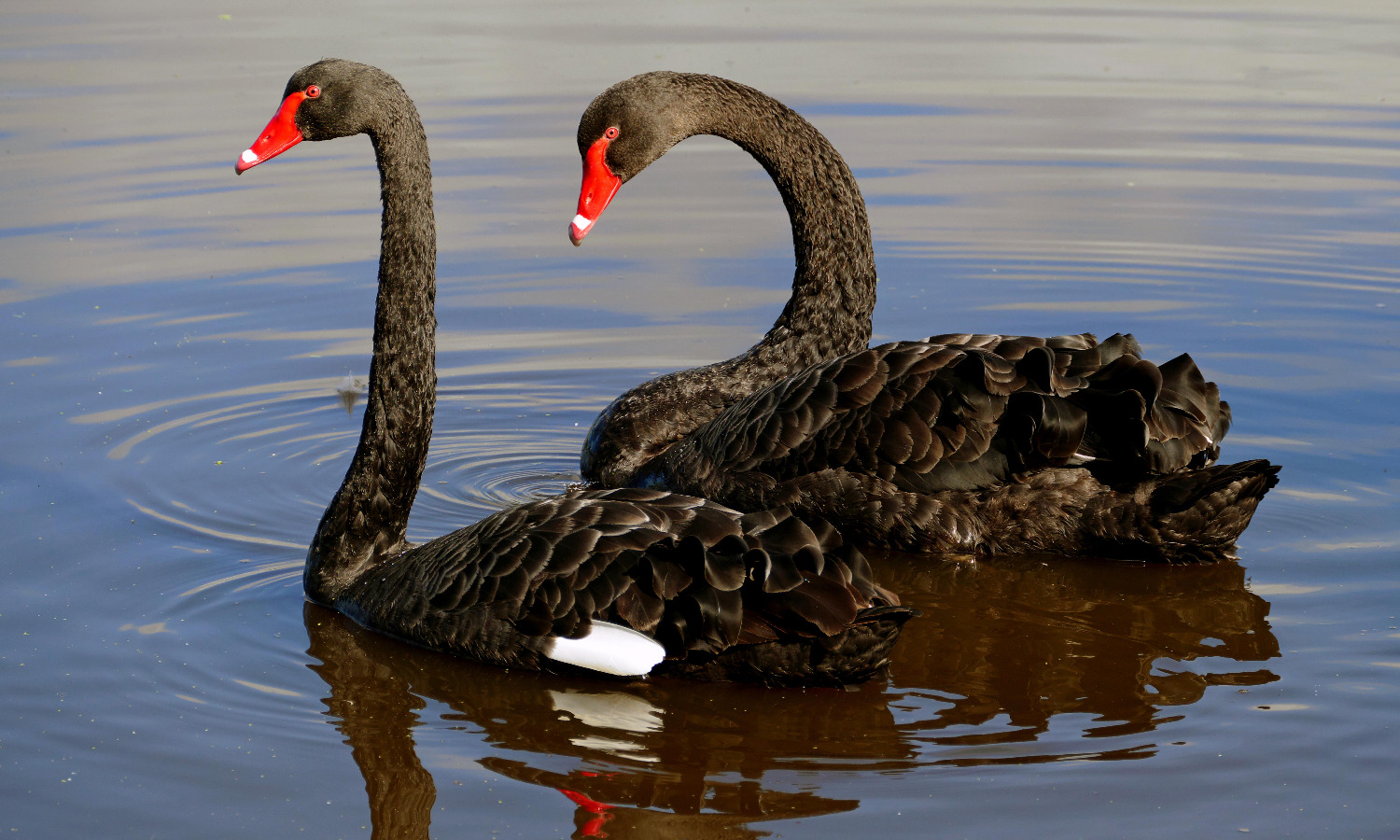 Photo: Bernard Spragg / Wikimedia Commons