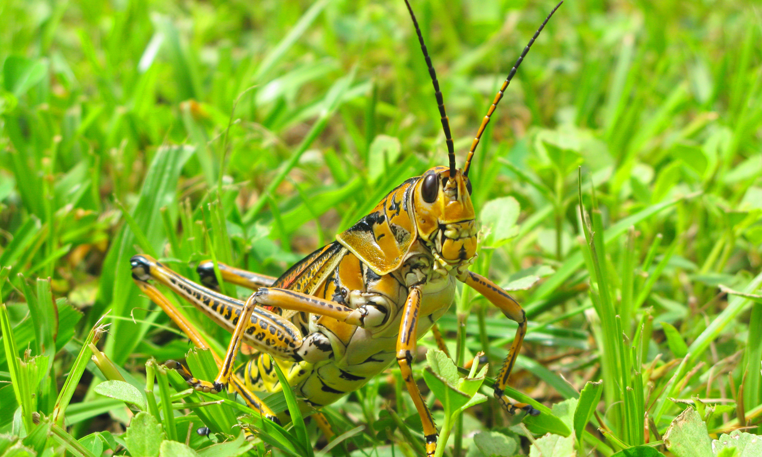 Photo: Gaogier / Wikimedia Commons