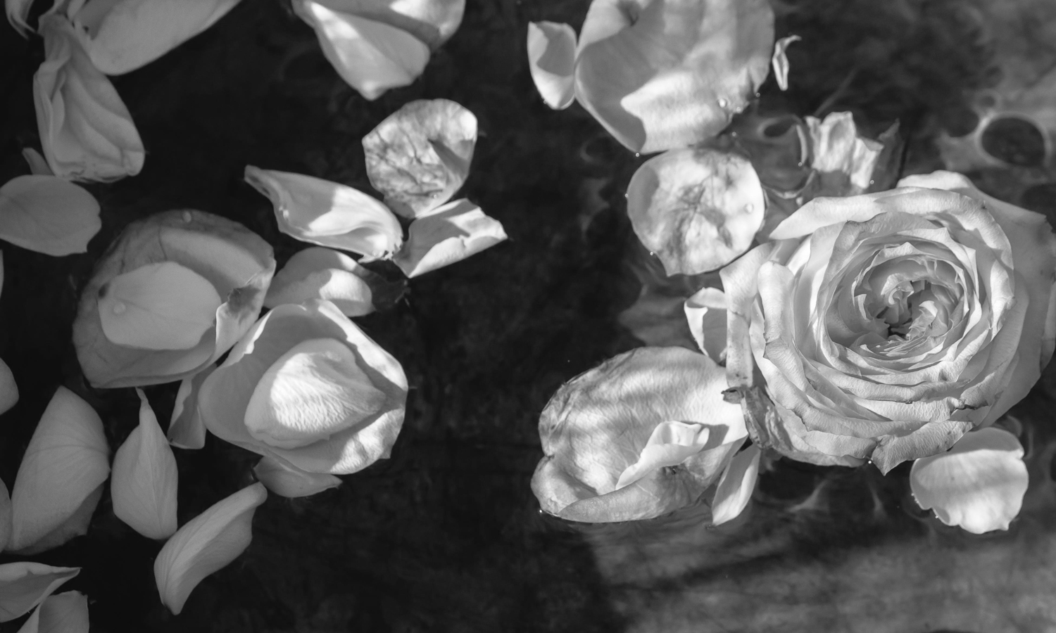 Thumbnail for Poem: Nocturnal Wedding