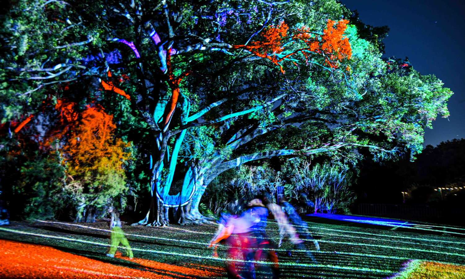 Thumbnail for Natural Wonders lights up Adelaide Botanic Garden