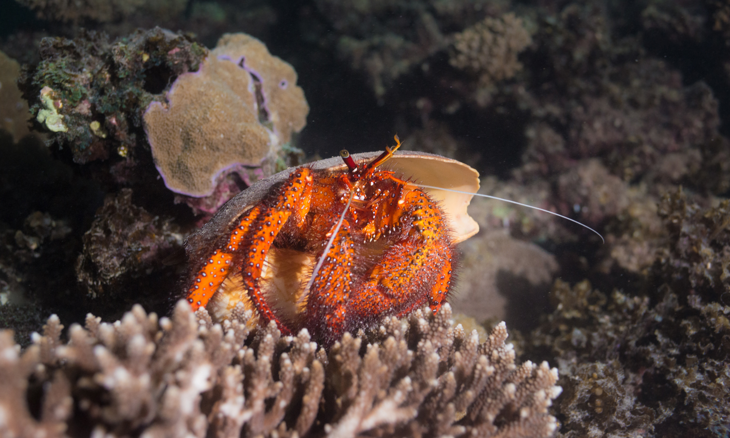 Thumbnail for Fringe review: Ningaloo – Australia’s Other Great Reef