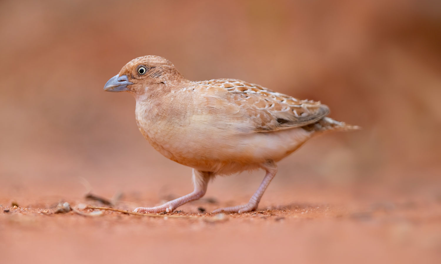 Thumbnail for Poem: Little Button Quail