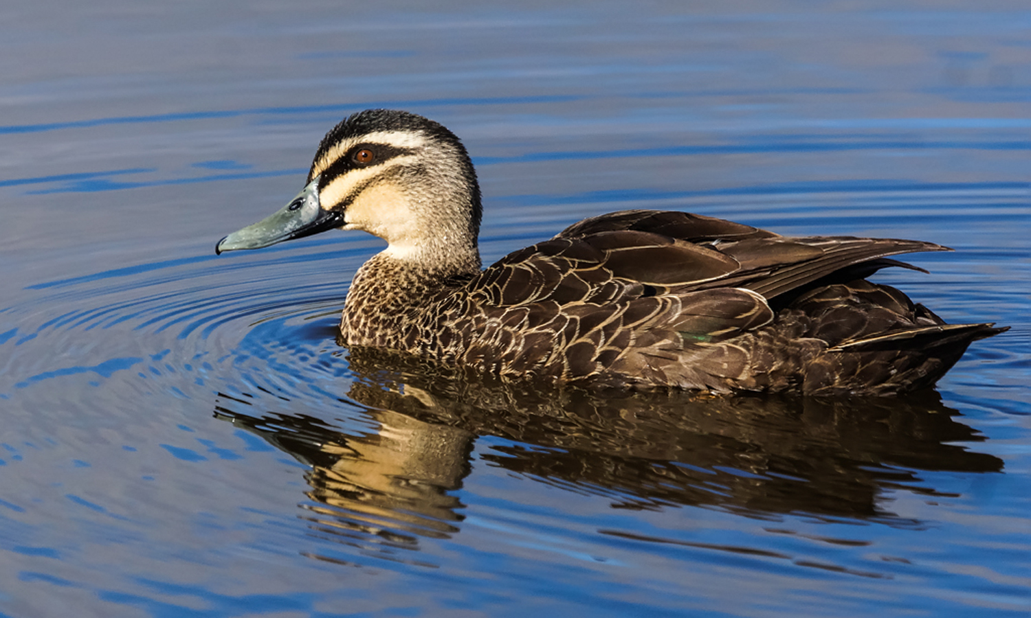 A Pacific Black Duck (Anas superciliosa). Photo: David Cook / Flickr
