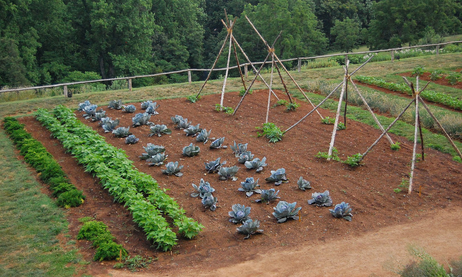 Thumbnail for Poem: Our own garden