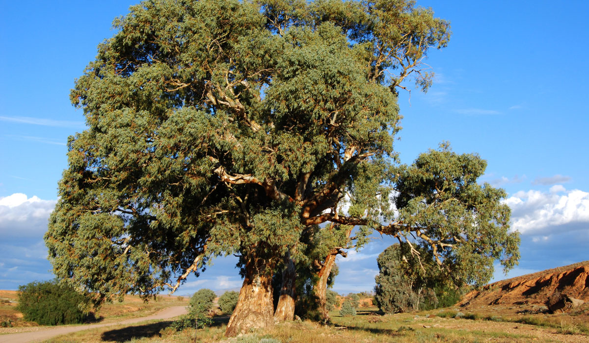 Photo: Peripitus / Wikimedia Commons